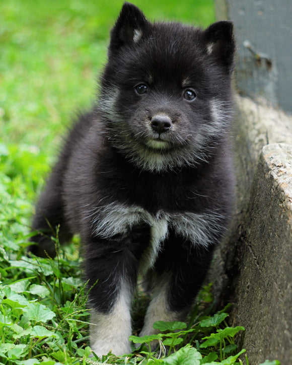 Mini Pomsky For Sale Sugarcrek, OH Male- Max