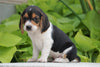 Beagle For Sale Fresno, OH Male- Chester