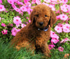 AKC Registered Standard Poodle For Sale Loudenville, OH Male- Gage