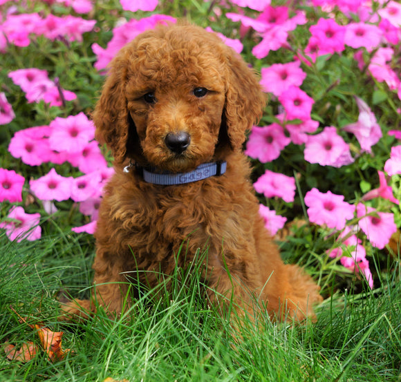 AKC Registered Standard Poodle For Sale Loudenville, OH Male- Gage