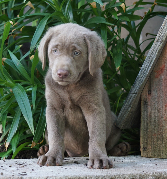 AKC Registered Silver Labrador Retriever For Sale Sugarcreek, OH Female- Izzy