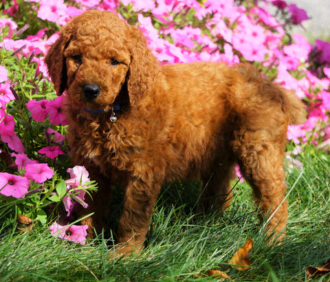 AKC Registered Standard Poodle For Sale Loudenville, OH Male- Oliver