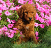 AKC Registered Standard Poodle For Sale Loudenville, OH Male- Oliver