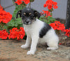 Foodle Puppy For Sale Applecreek, OH Female - Lady