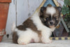 ACA Registered Pomeranian For Sale Millersburg, OH Male- Tucker