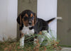 Beagle For Sale Fresno, OH Male- Joey