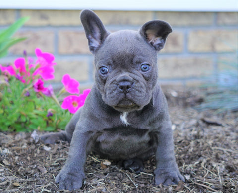 AKC Registered French Bulldog For Sale Millersburg, OH Male- Snickers