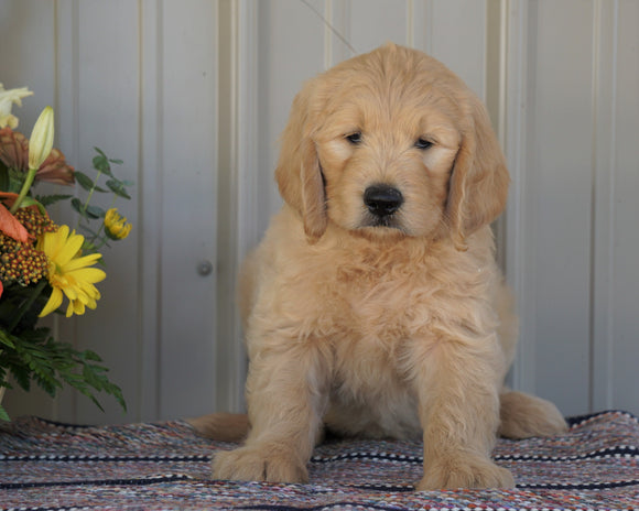 Goldendoodle (Standard) For Sale Millersburg, OH Male- Cody