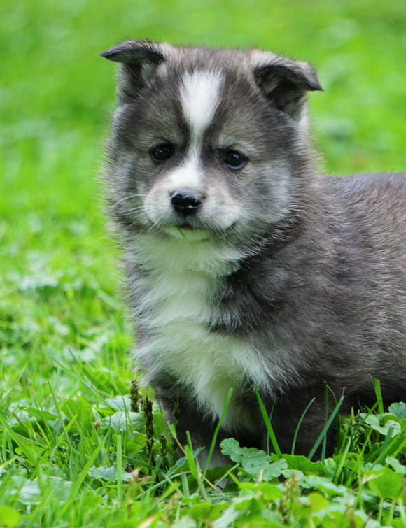 Mini Pomsky For Sale Sugarcreek, OH Female- Bella