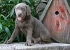 AKC Registered Silver Labrador Retriever For Sale Sugarcrek, OH Male- River