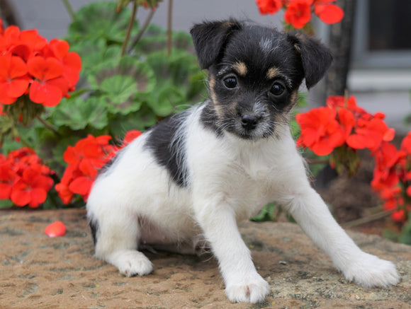 Foodle Puppy For Sale Applecreek, OH Female - Lady