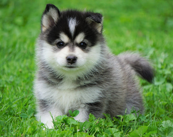 Mini Pomsky For Sale Sugarcreek, OH Male- Frankie