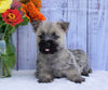 AKC Registered Cairn Terrier For Sale Millersburg, OH Female- Chloe