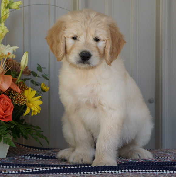 Goldendoodle (Standard) For Sale Millersburg, OH Female- Sprinkles