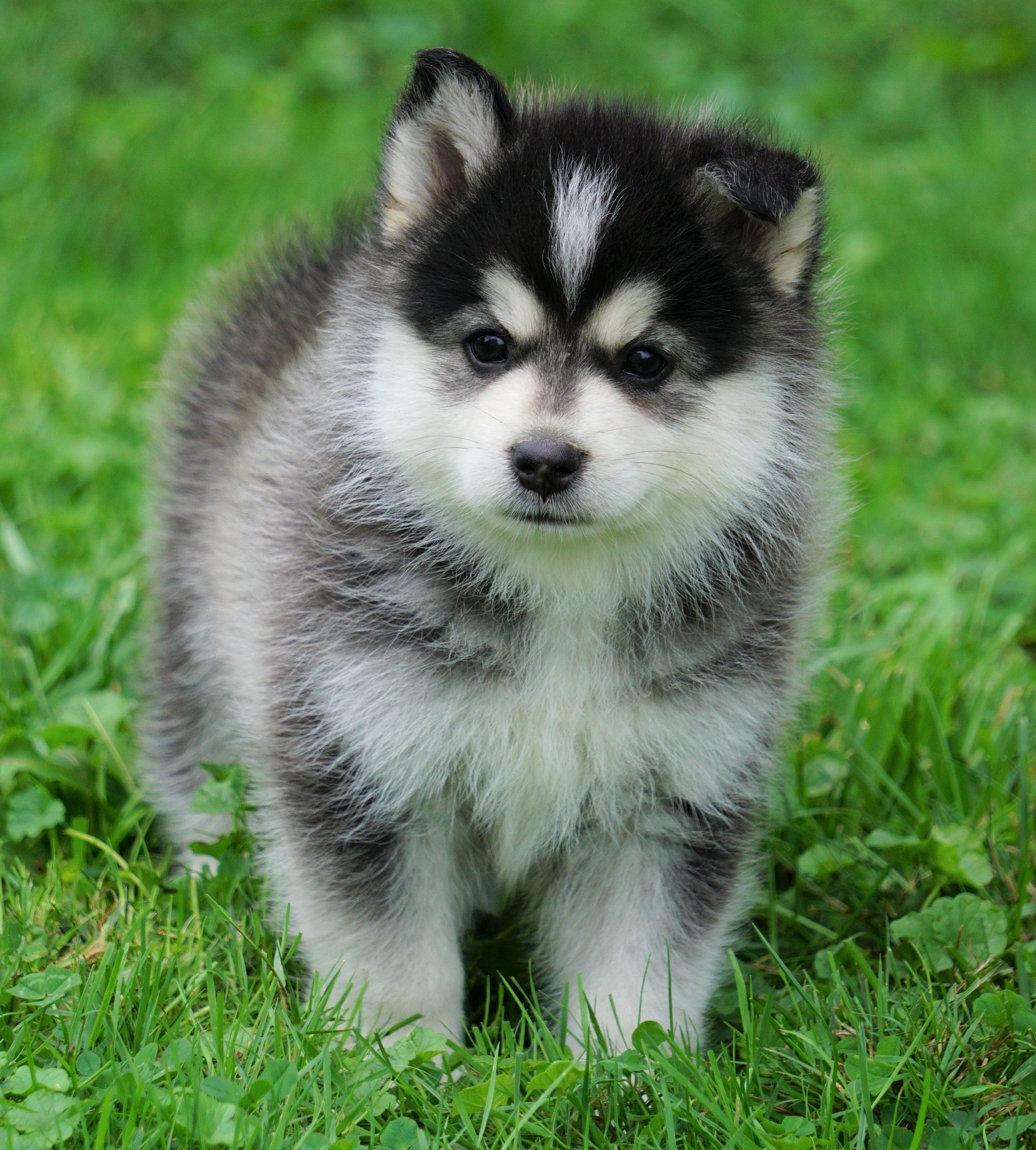 Minnie Pomsky Mini Pomsky For Sale Sugarcreek, OH Male- Frankie – AC Puppies LLC