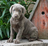 AKC Registered Silver Labrador Retriever For Sale Sugarcreek, OH Female- Lily