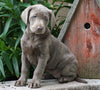 AKC Registered Silver Labrador Retriever For Sale Sugarcreek, OH Female- Lily