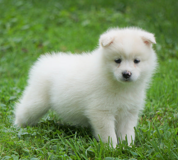 Mini Pomsky For Sale Sugarcreek, OH Female- Lola