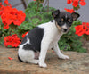Toy Fox Terrier Puppy For Sale Applecreek, OH Female - Minnie