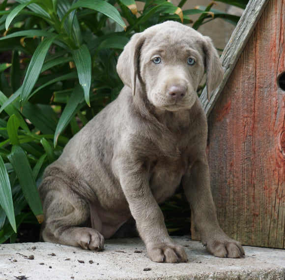 AKC Registered Silver Labrador Retriever For Sale Sugarcreek, OH Female- Lily