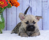 AKC Registered Cairn Terrier For Sale Millersburg, OH Female- Kara