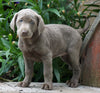 AKC Registered Silver Labrador Retriever For Sale Sugarcreek, OH Female- Lily