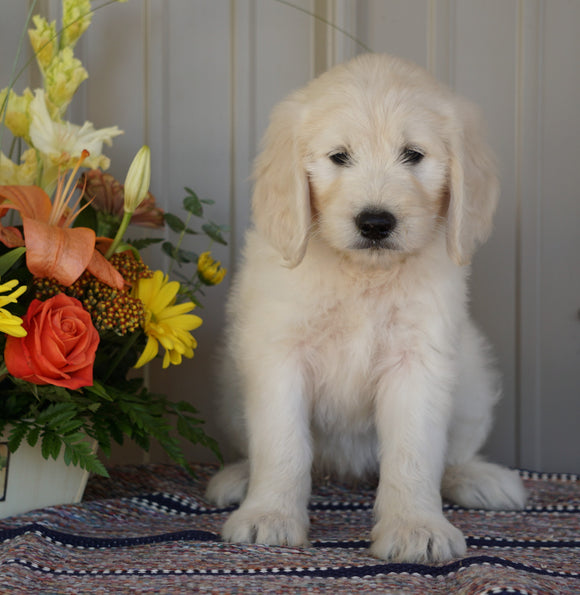 Goldendoodle (Standard) For Sale Millersburg, OH Female- Misty