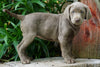 AKC Registered Silver Labrador Retriever For Sale Sugarcreek, OH Female- Lily