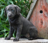 AKC Registered Charcoal Labrador Retriever For Sale Sugarcreek, OH Female- Violet