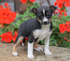 Toy Fox Terrier Puppy For Sale Applecreek, OH Female - Missy