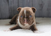 AKC Registered Boston Terrier For Sale Baltic, OH Male- Marshall