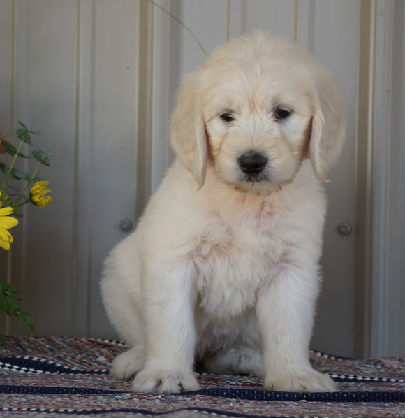 Goldendoodle (Standard) For Sale Millersburg, OH Female- Crystal