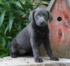 AKC Registered Charcoal Labrador Retriever For Sale Sugarcreek, OH Female- Violet