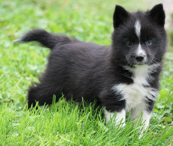 Mini Pomsky For Sale Sugarcreek, OH Male- Duke