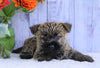 AKC Registered Cairn Terrier For Sale Millersburg, OH Male- Ricky