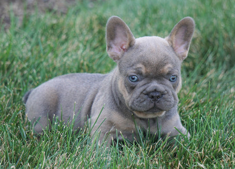 AKC Registered French Bulldog For Sale Millersburg, OH Male- Twix
