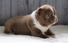 AKC Registered Boston Terrier For Sale Baltic, OH Male- Marshall