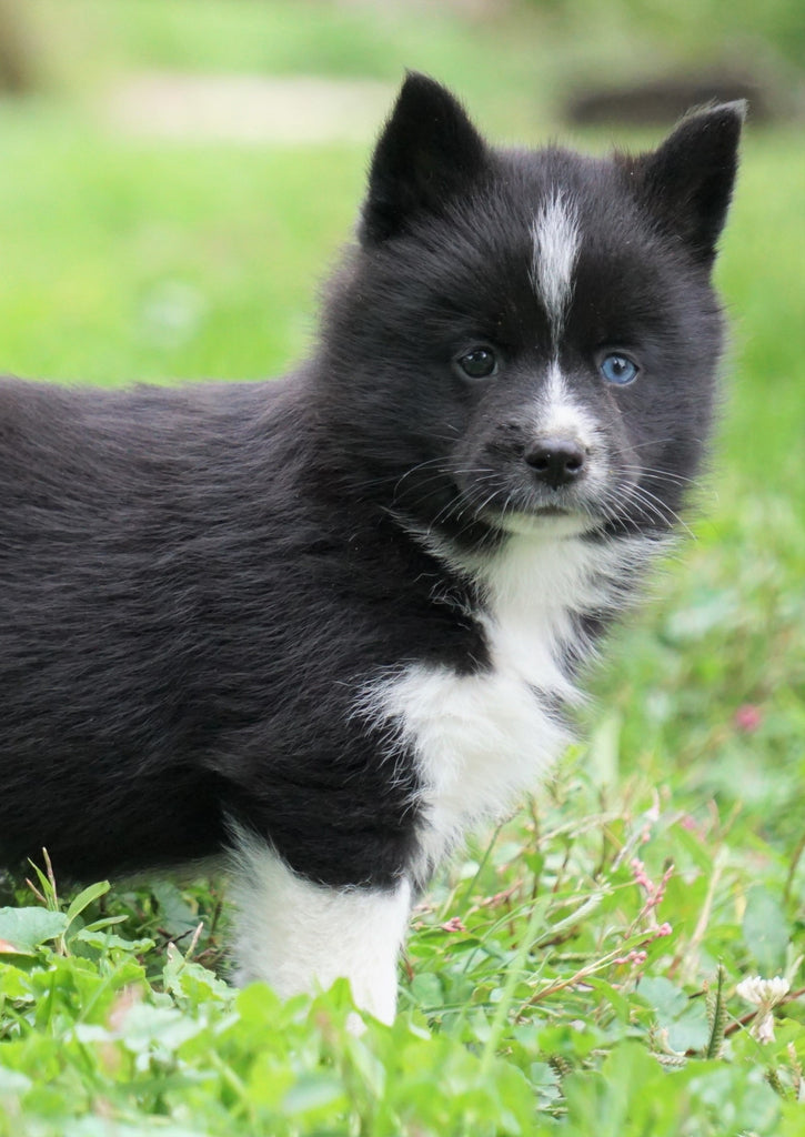 Mini Pomsky For Sale Sugarcreek, OH Male- Duke – AC Puppies LLC