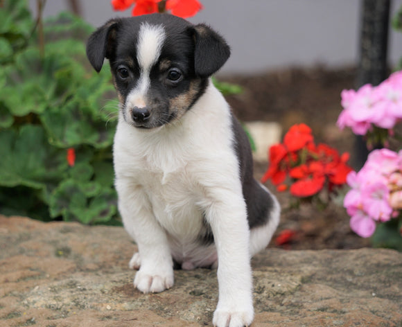 Toy Fox Terrier Puppy For Sale Applecreek, OH Male - Max