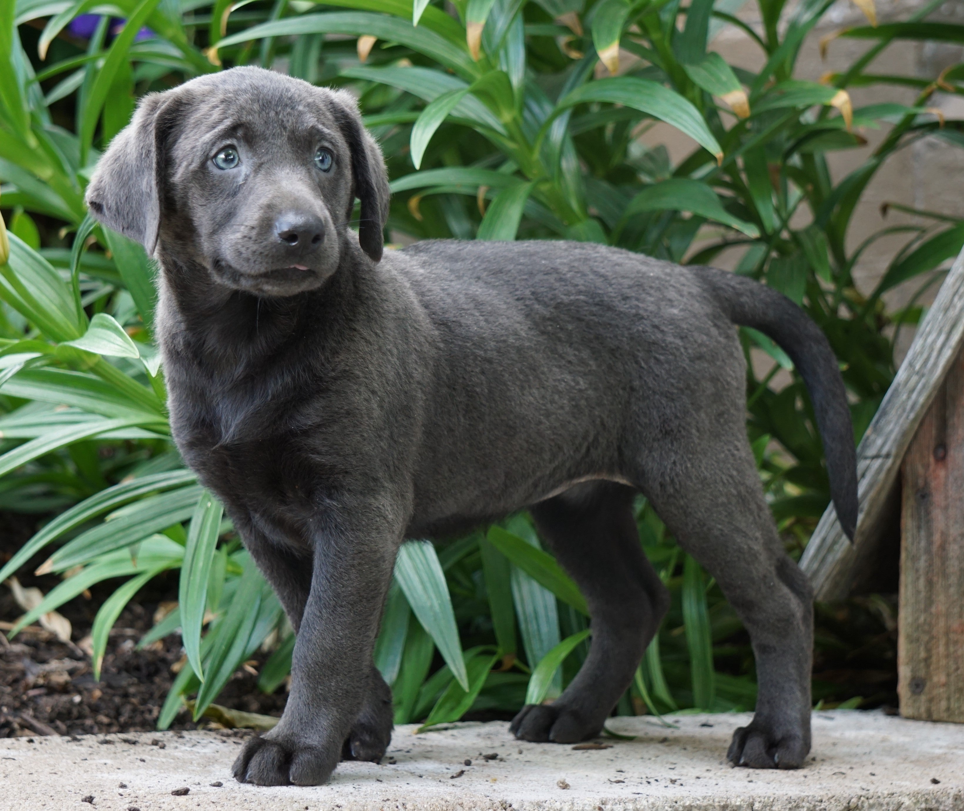AKC Registered Charcoal Labrador Retriever For Sale Sugarcreek, OH Fem