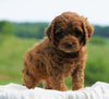 Cockapoo For Sale Dundee, OH Male- Pheonix