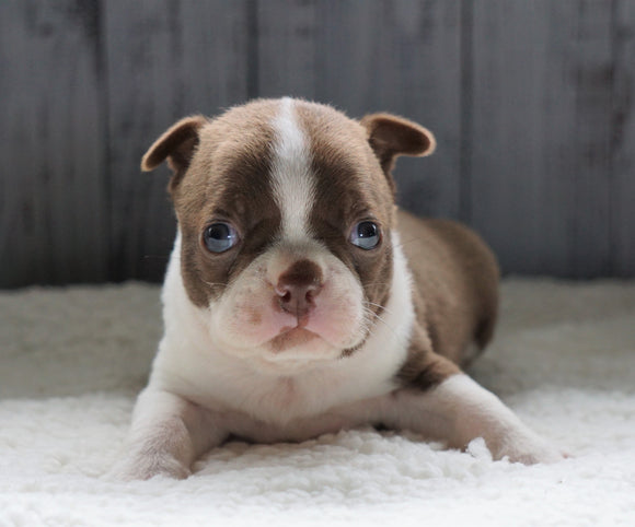 AKC Registered Boston Terrier For Sale Baltic, OH Male- Carter