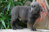 AKC Registered Charcoal Labrador Retriever For Sale Sugarcreek, OH Male- Sawyer