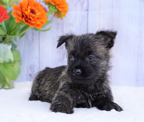 AKC Registered Cairn Terrier For Sale Millersburg, OH Female- Rosa