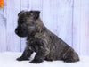 AKC Registered Cairn Terrier For Sale Millersburg, OH Female- Rosa