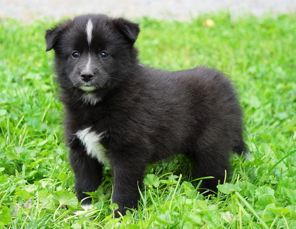 Mini Pomsky For Sale Sugarcreek, OH Male- Rambo