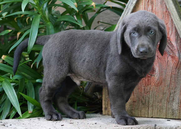 AKC Registered Charcoal Labrador Retriever For Sale Sugarcreek, OH Male- Sawyer
