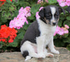 Toy Fox Terrier Puppy For Sale Applecreek, OH Male - Max