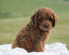 Cockapoo For Sale Dundee, OH Male- Pheonix