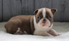 AKC Registered Boston Terrier For Sale Baltic, OH Male- Carter